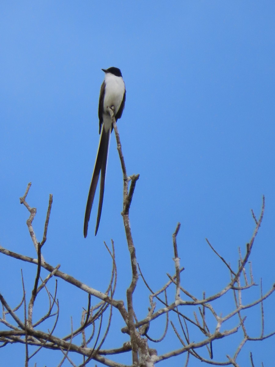 Fork-tailed Flycatcher - ML642603885