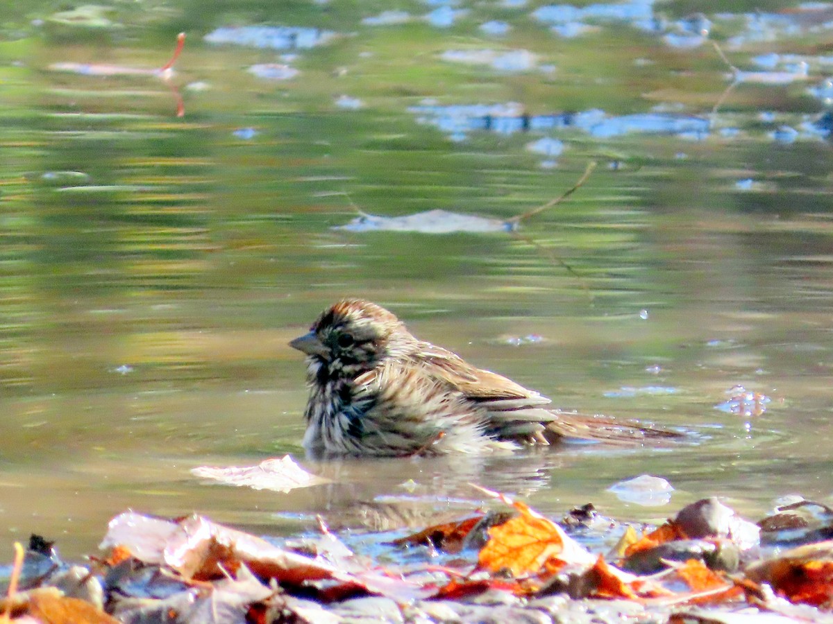 Song Sparrow - ML642603888