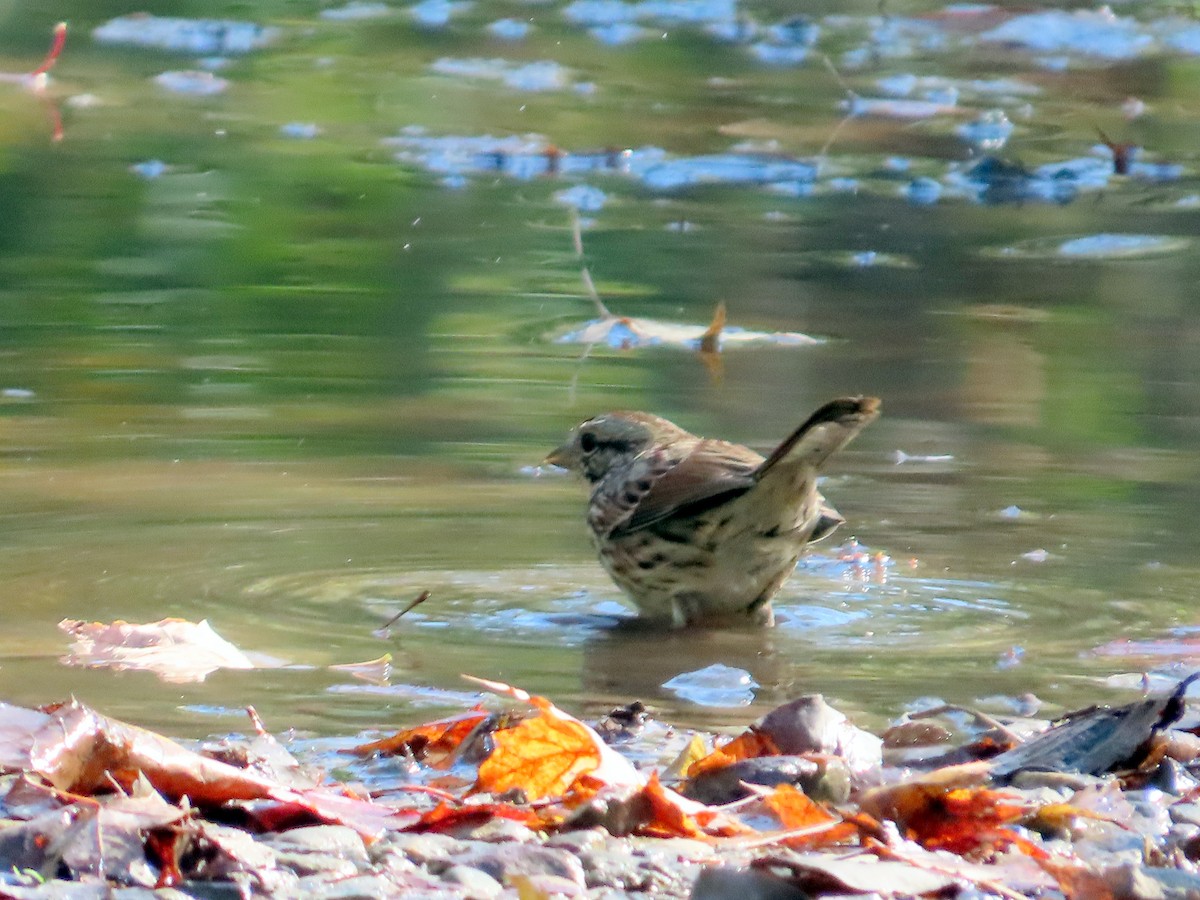 Song Sparrow - ML642603889