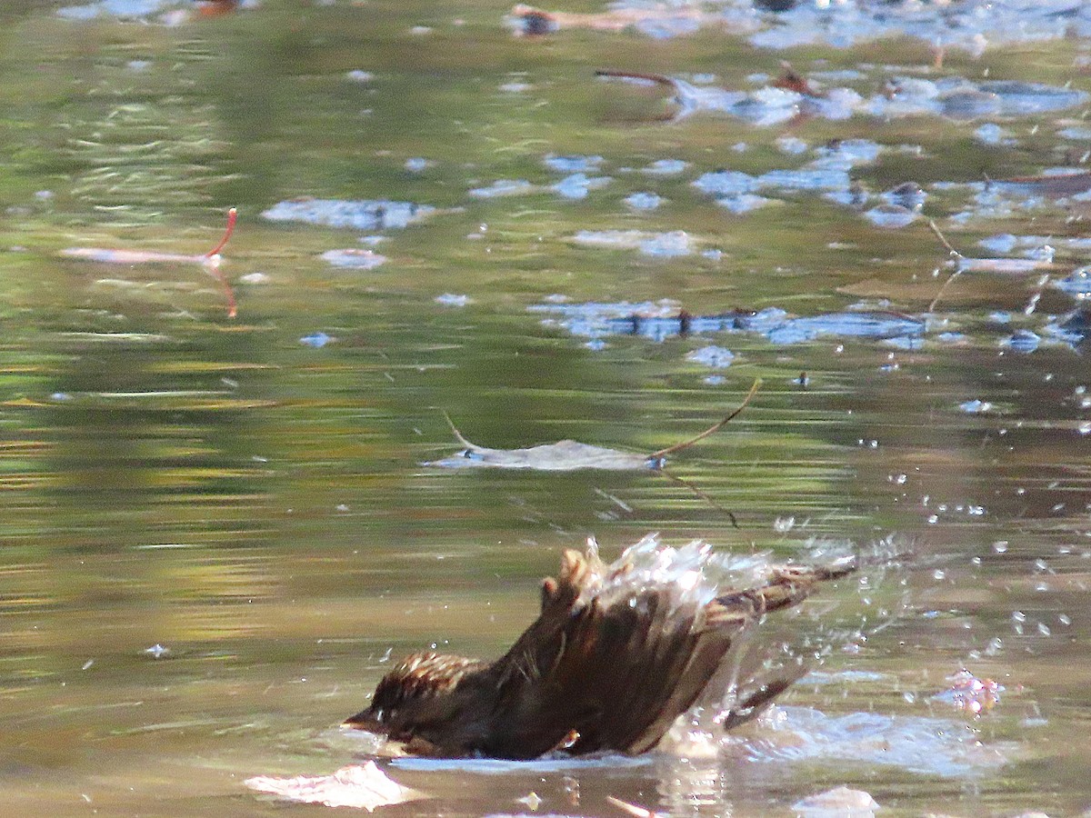 Song Sparrow - ML642603893
