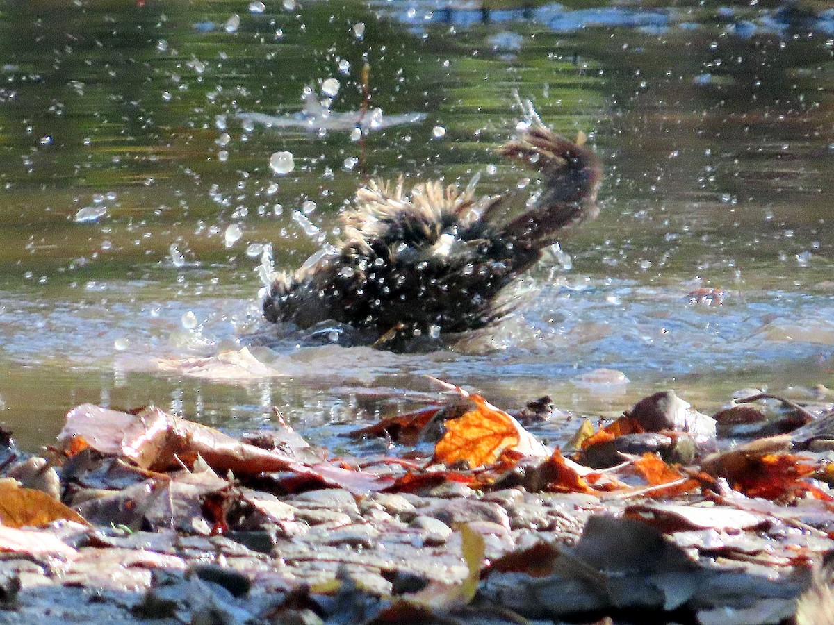 Song Sparrow - ML642603895