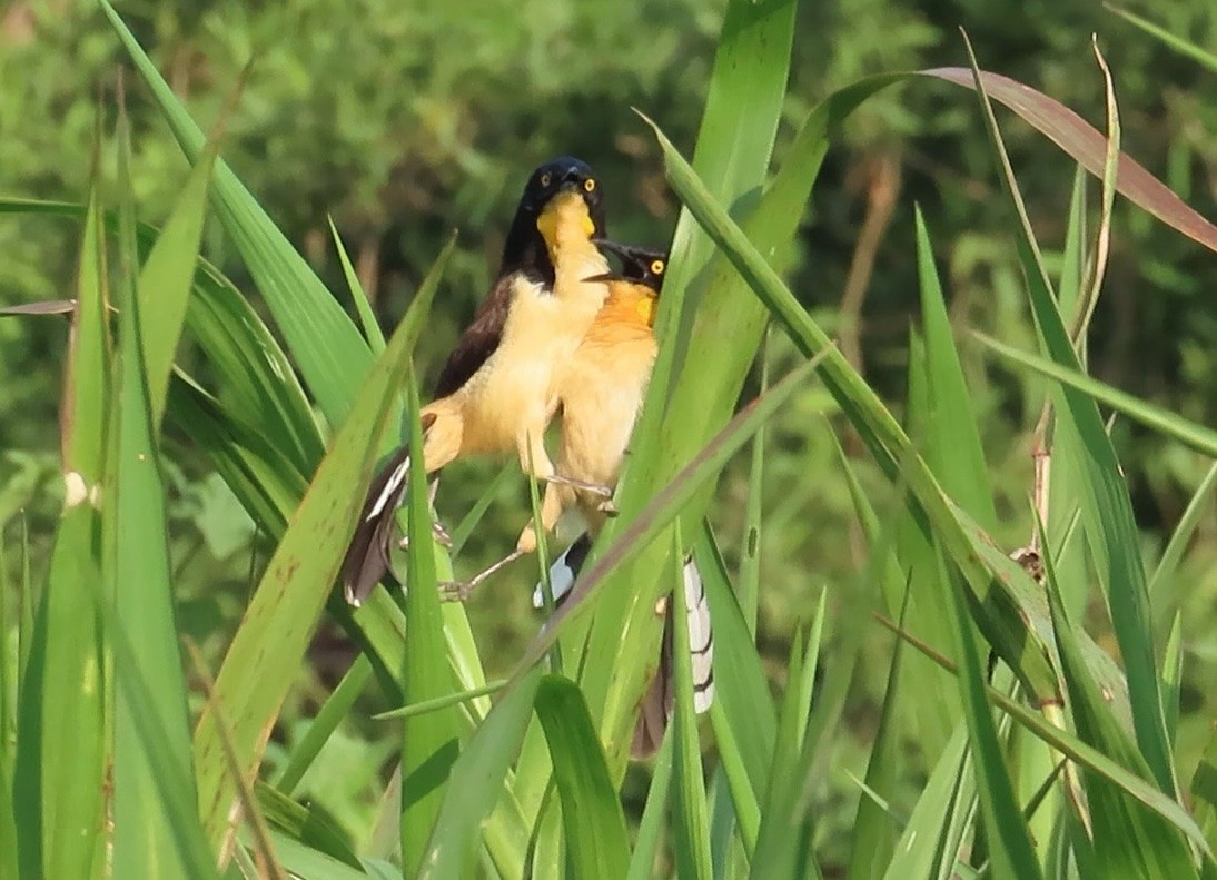 Black-capped Donacobius - ML642603933
