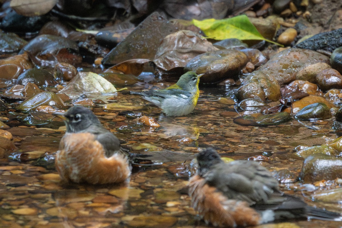 Northern Parula - ML642603936
