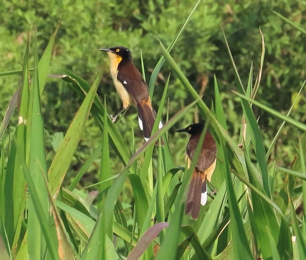 Black-capped Donacobius - ML642603937