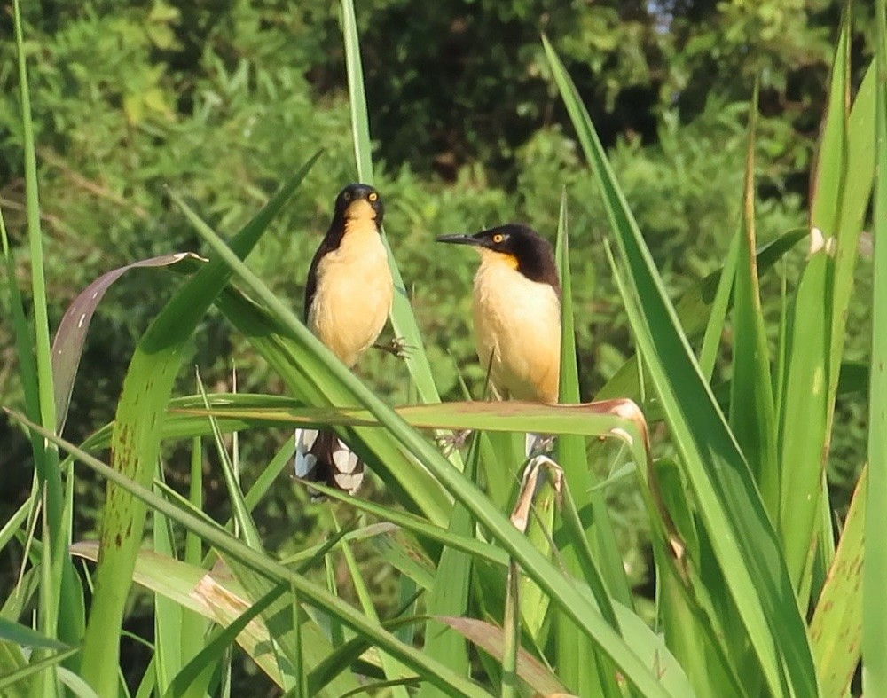 Black-capped Donacobius - ML642603952