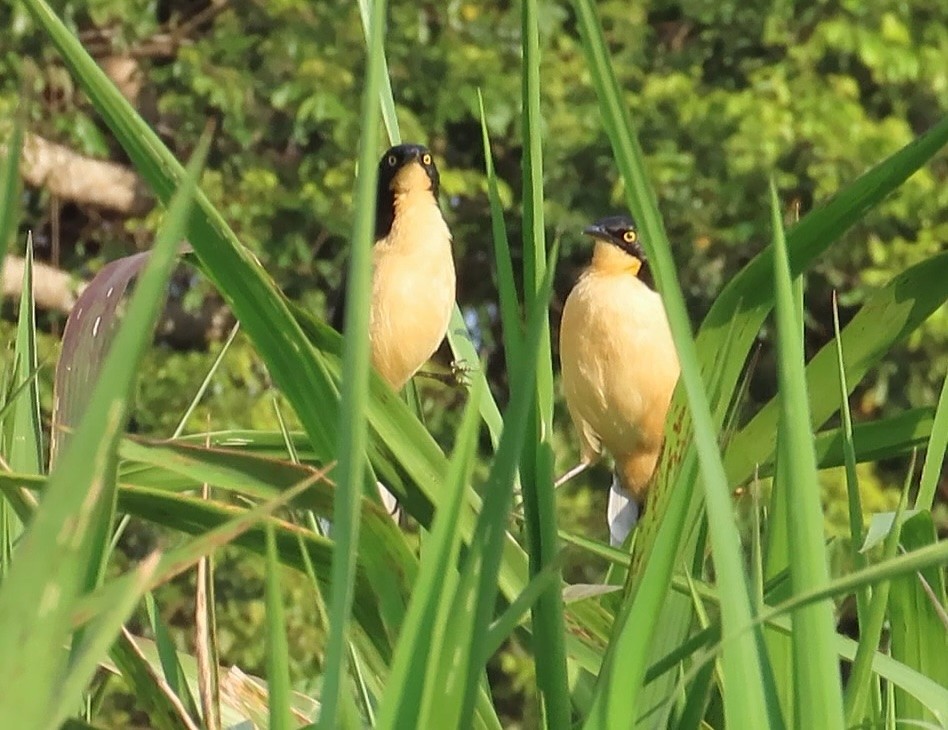 Black-capped Donacobius - ML642603960