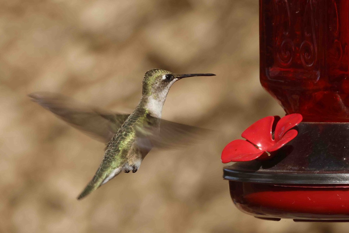 Ruby-throated Hummingbird - ML642603962