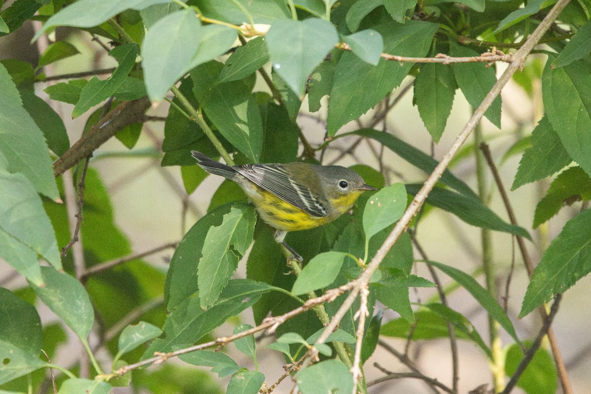 Magnolia Warbler - ML642603963