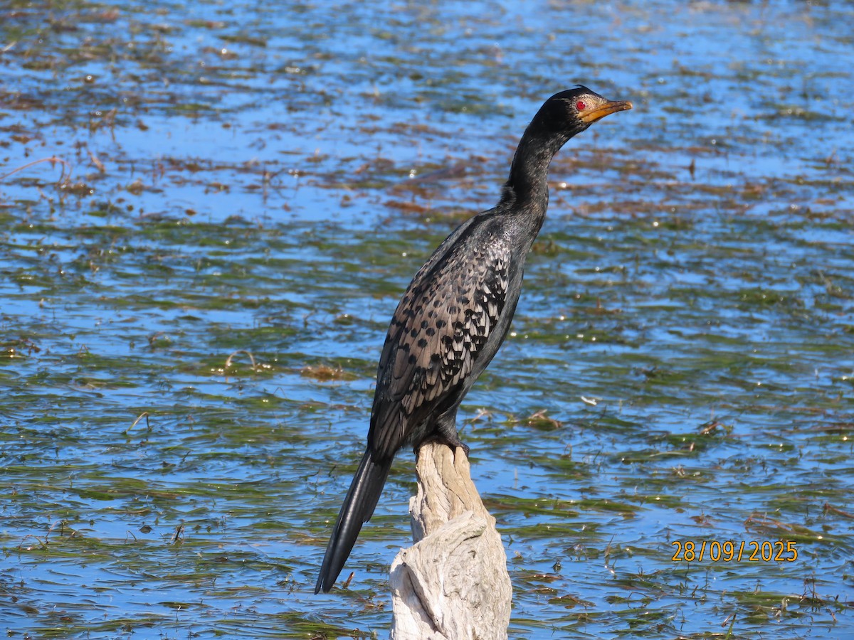 Reed Cormorant - ML642603966