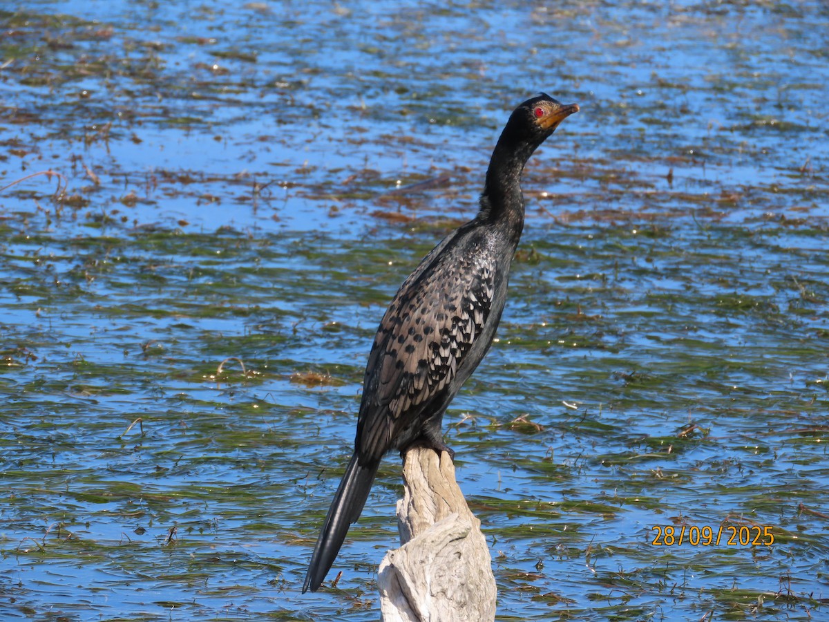 Reed Cormorant - ML642603967