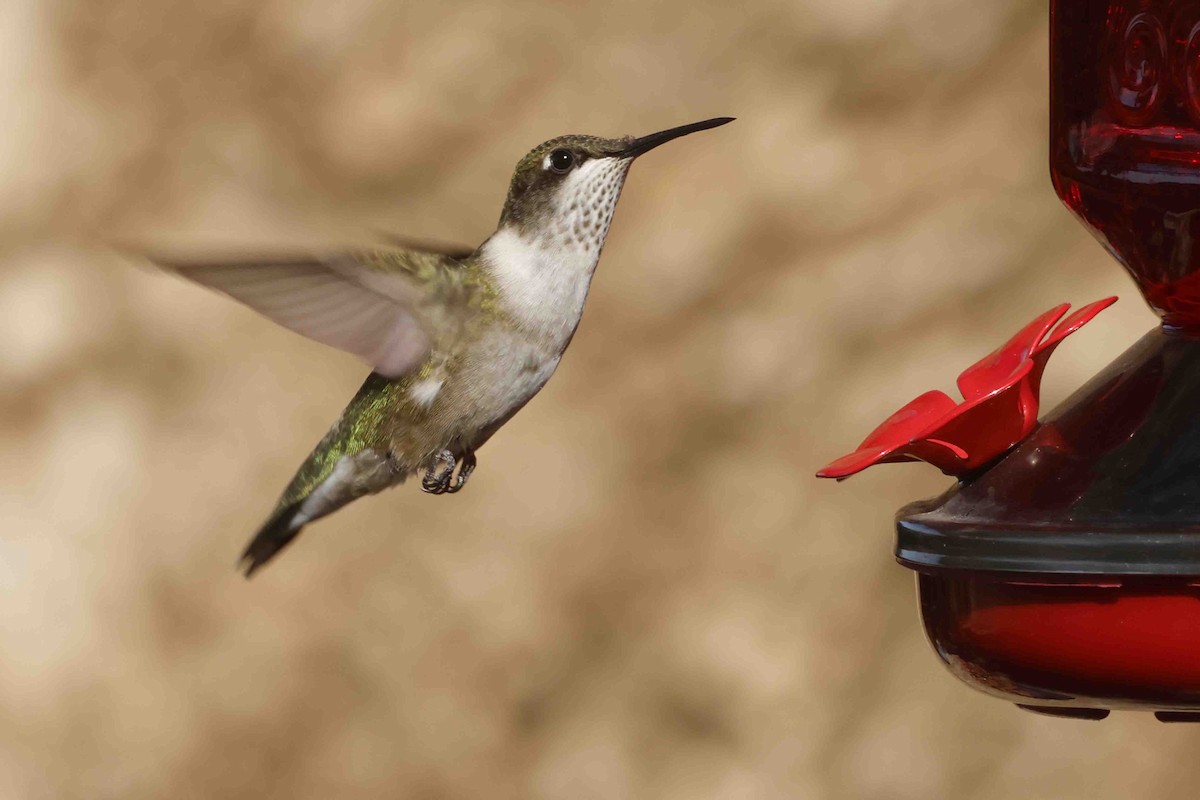 Ruby-throated Hummingbird - ML642603968