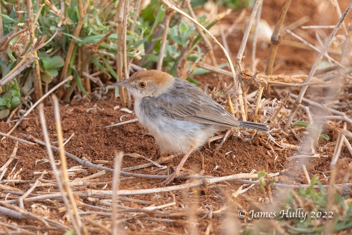 Tiny Cisticola - ML642603973