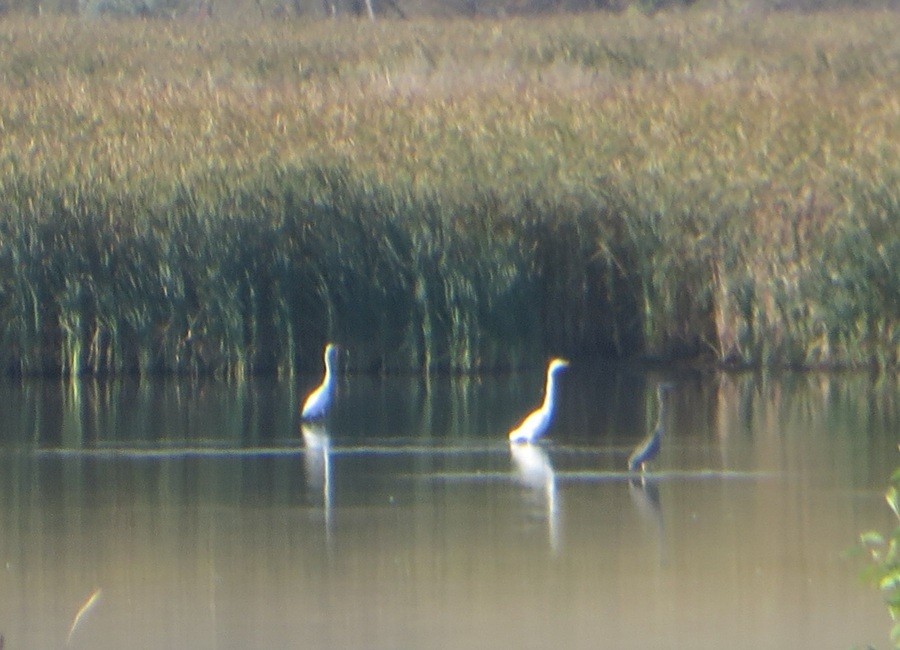 Цасч дэглий - ML642604001