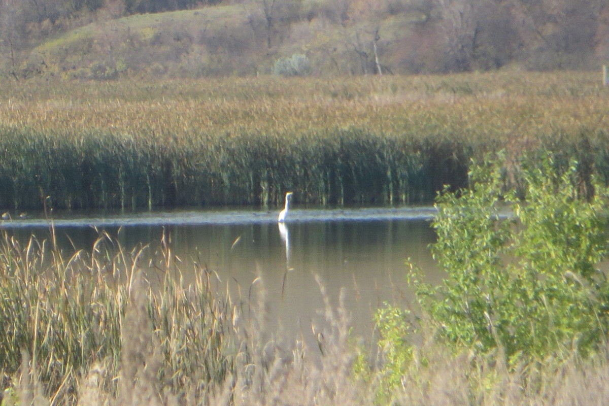 Цасч дэглий - ML642604002