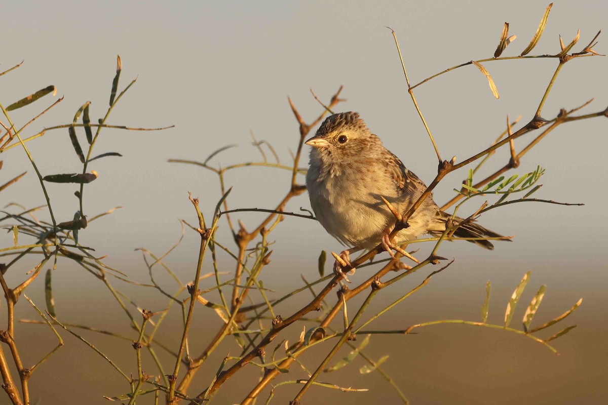 Cassin's Sparrow - ML642604022