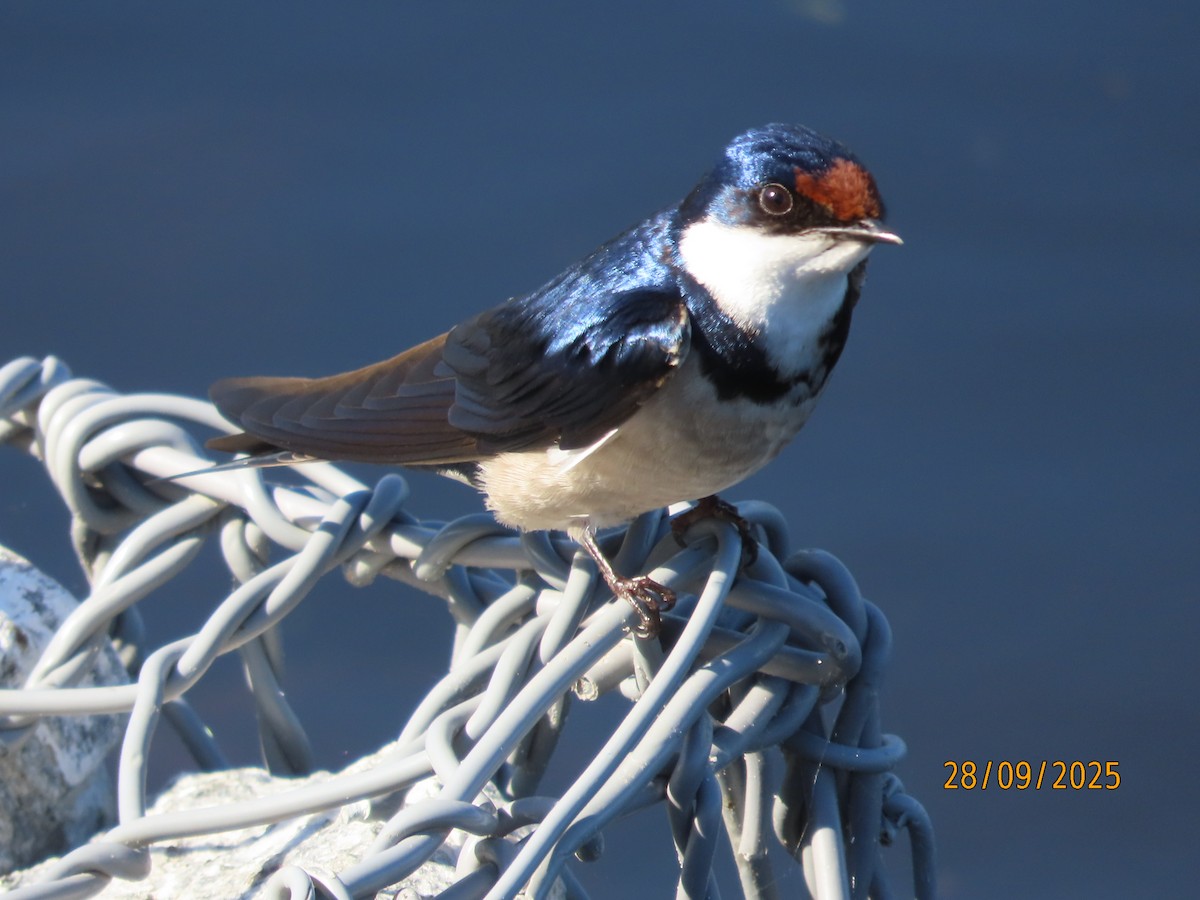 White-throated Swallow - ML642604035