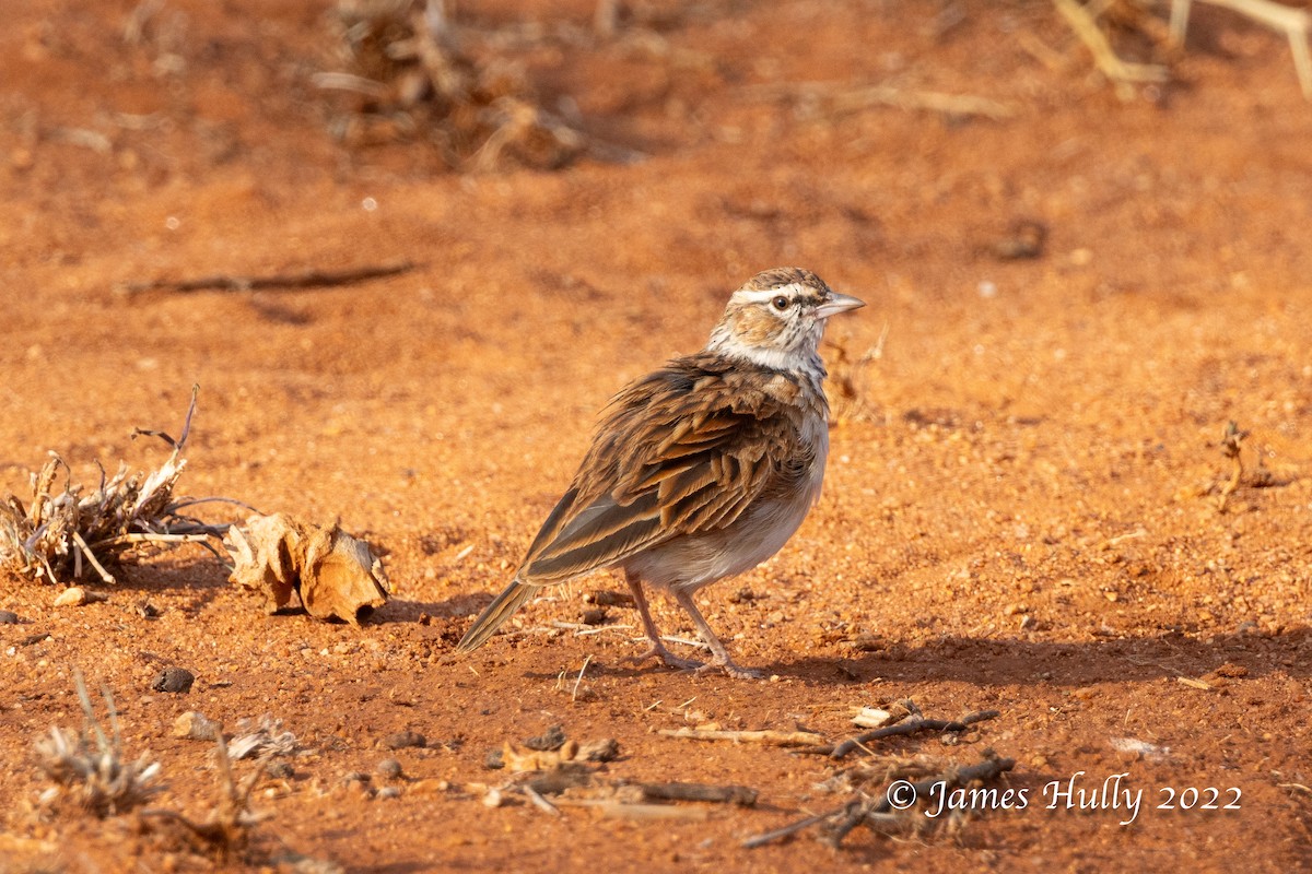 Fawn-colored Lark (Foxy) - ML642604036