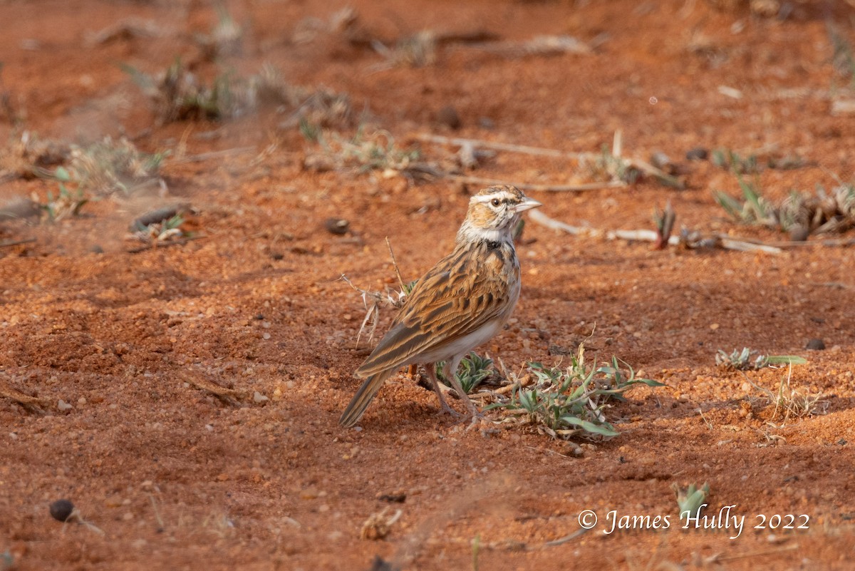 Fawn-colored Lark (Foxy) - ML642604052