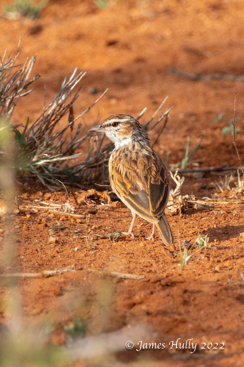 Fawn-colored Lark (Foxy) - ML642604053