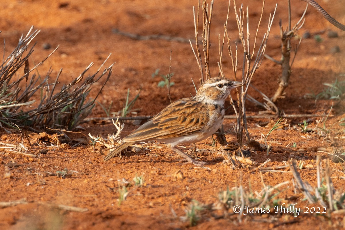 Fawn-colored Lark (Foxy) - ML642604054