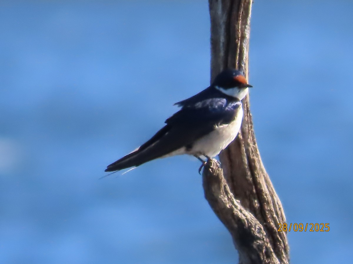 White-throated Swallow - ML642604059