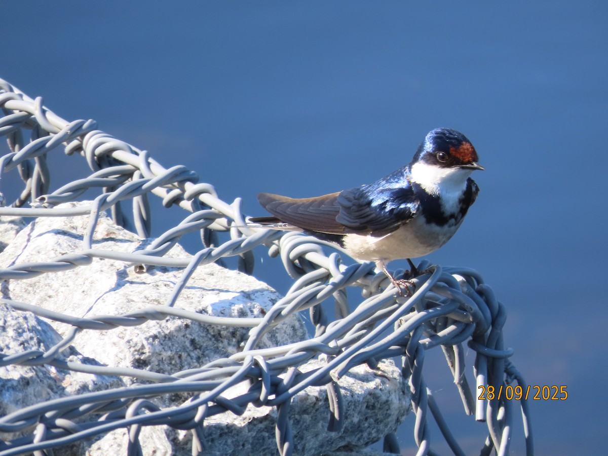 White-throated Swallow - ML642604061