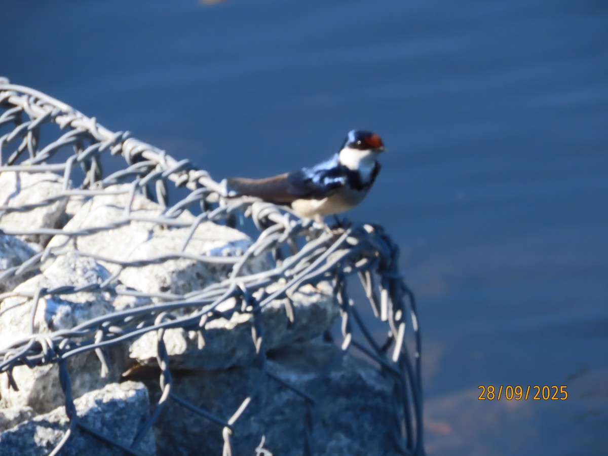 White-throated Swallow - ML642604062