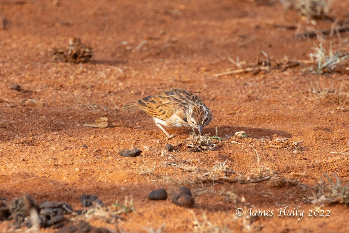 Fawn-colored Lark (Foxy) - ML642604065