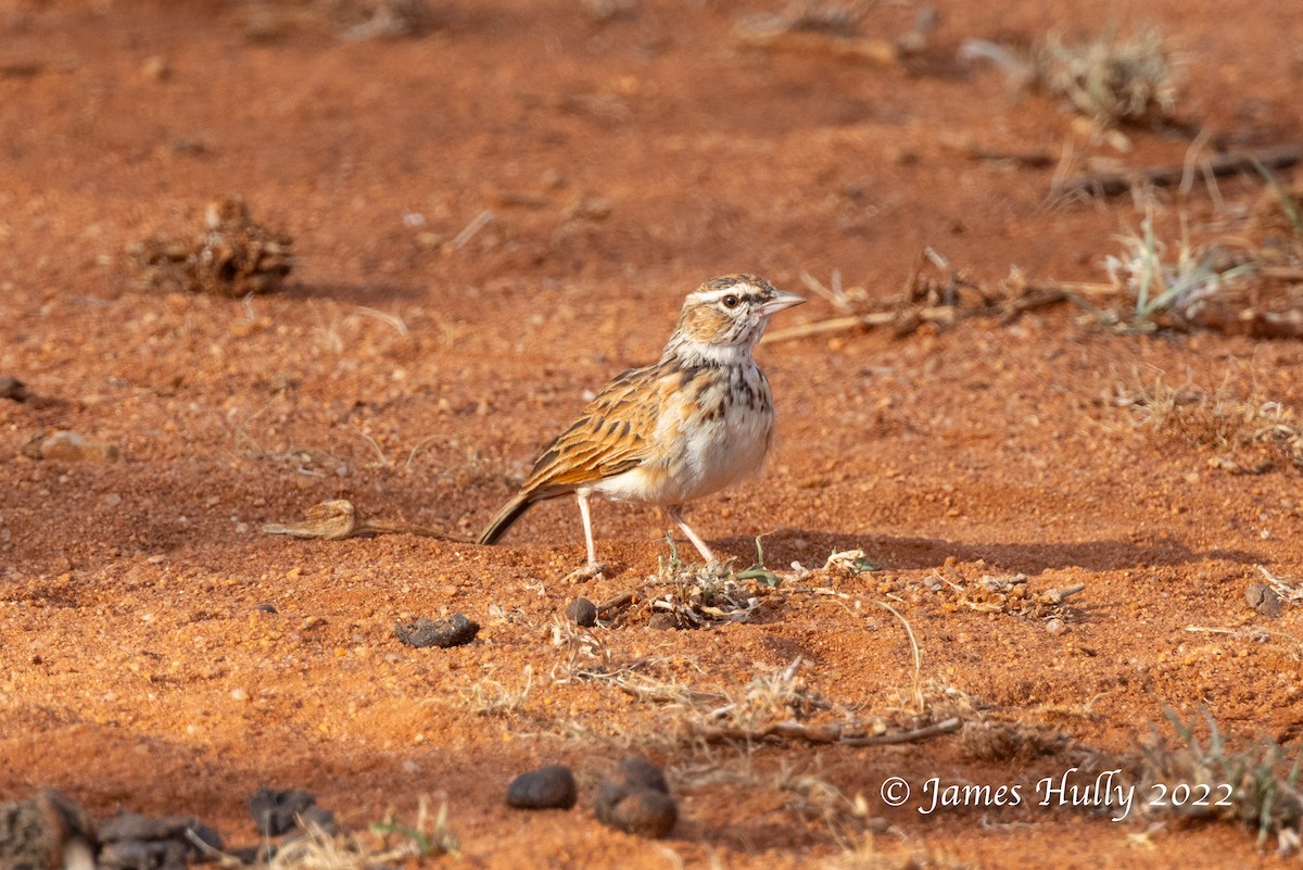 Fawn-colored Lark (Foxy) - ML642604066