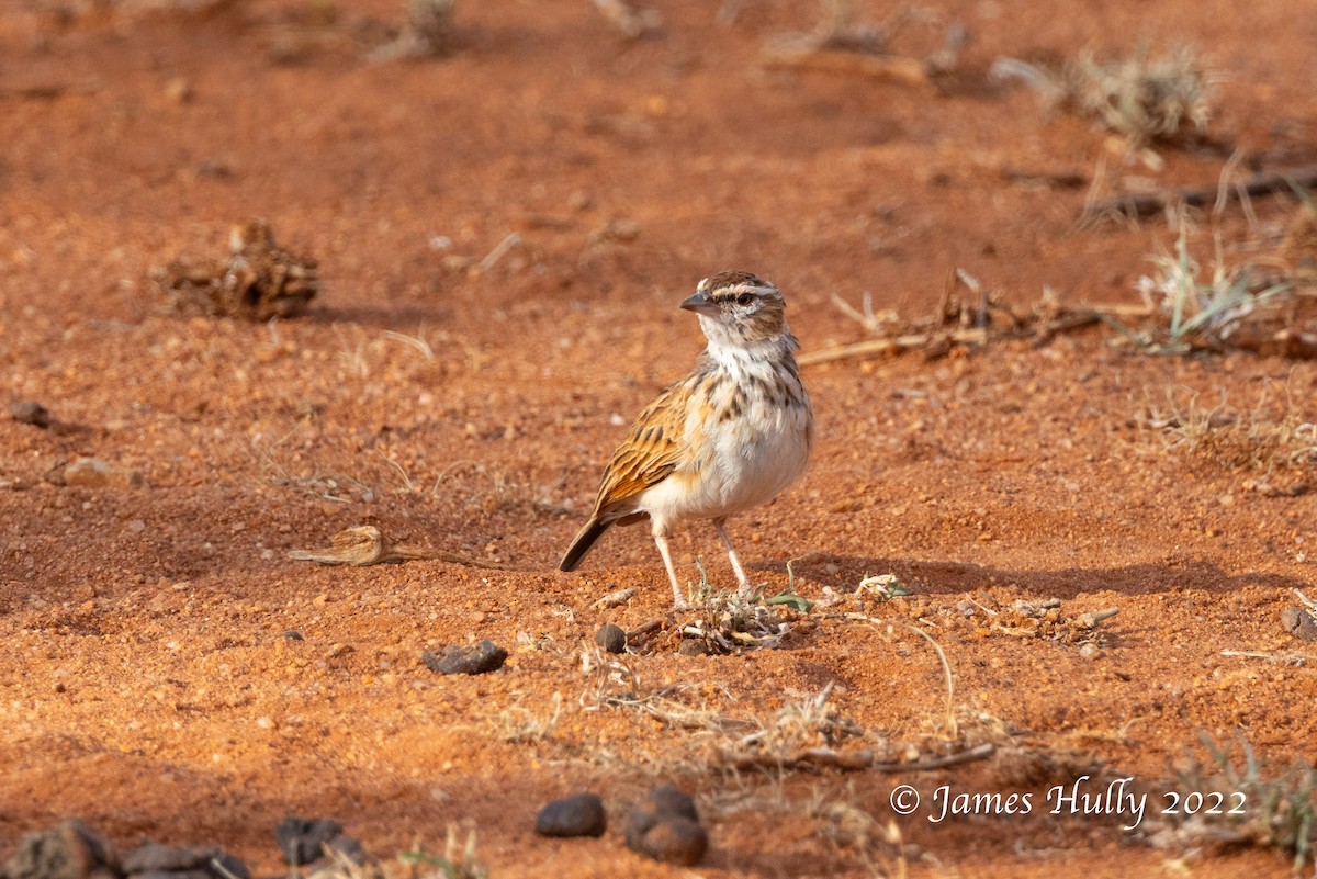Fawn-colored Lark (Foxy) - ML642604067