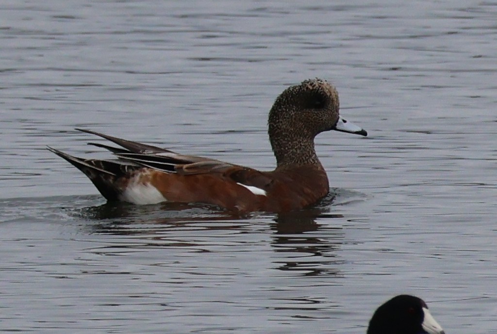 Canard d'Amérique - ML642604080
