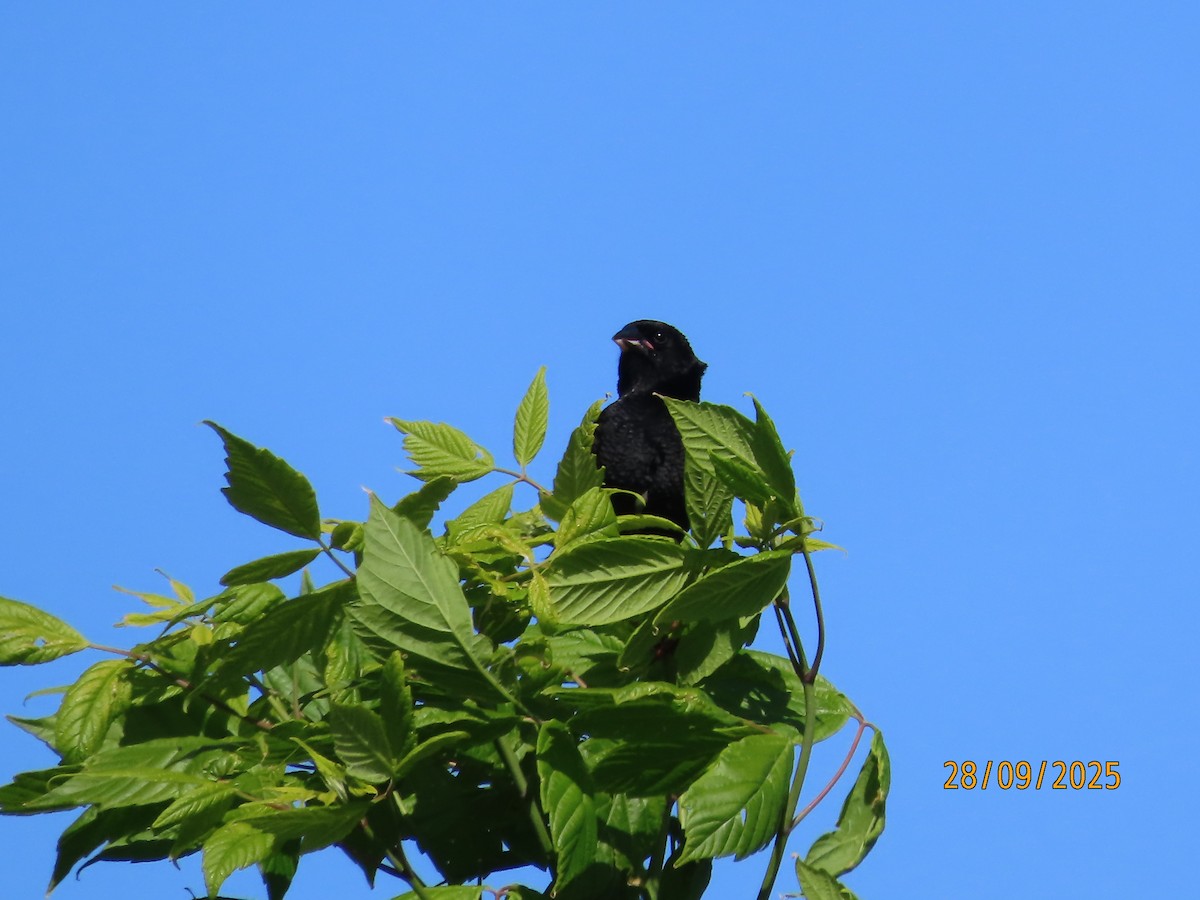 Cape Wagtail - ML642604081