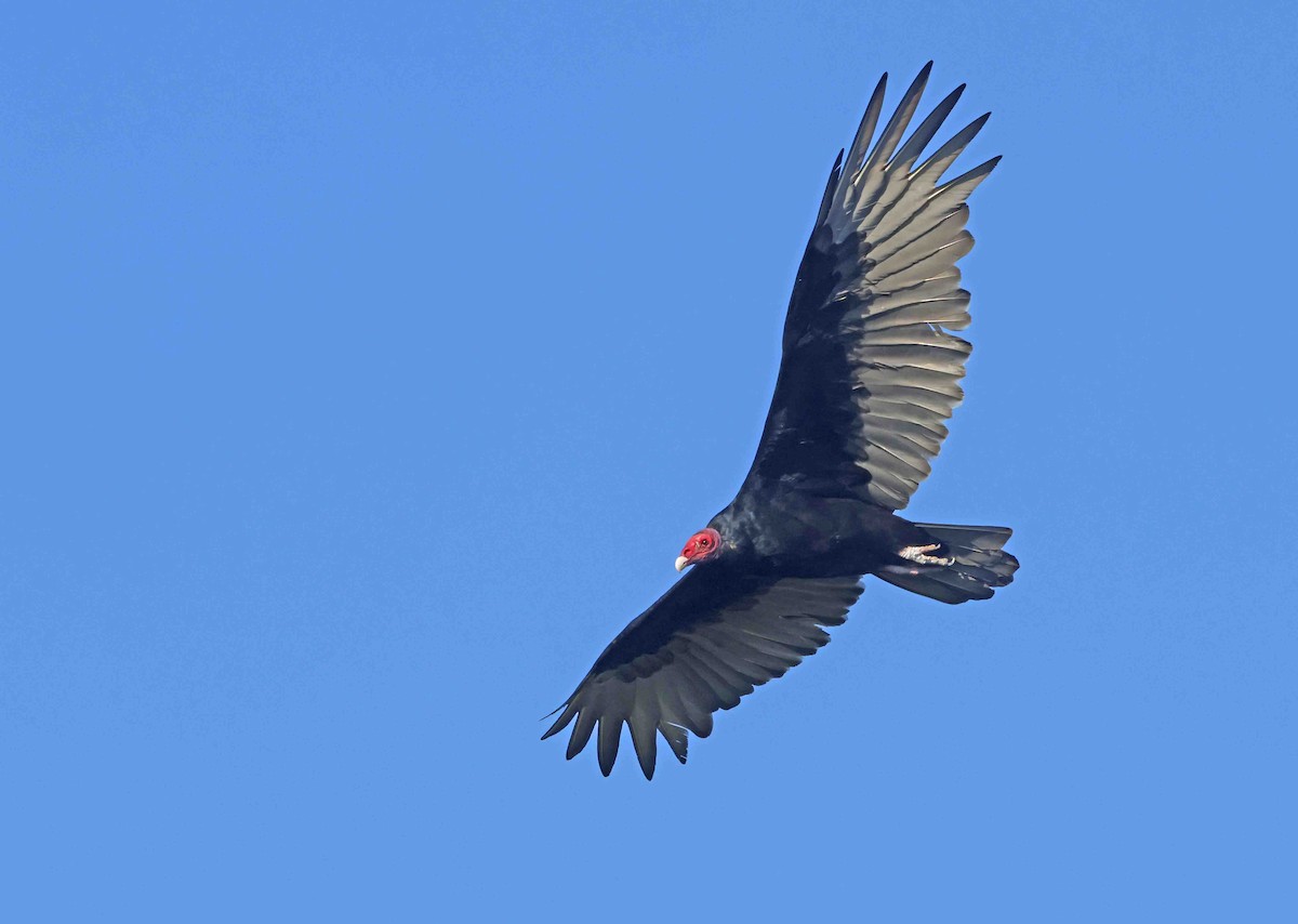Turkey Vulture - ML642604089