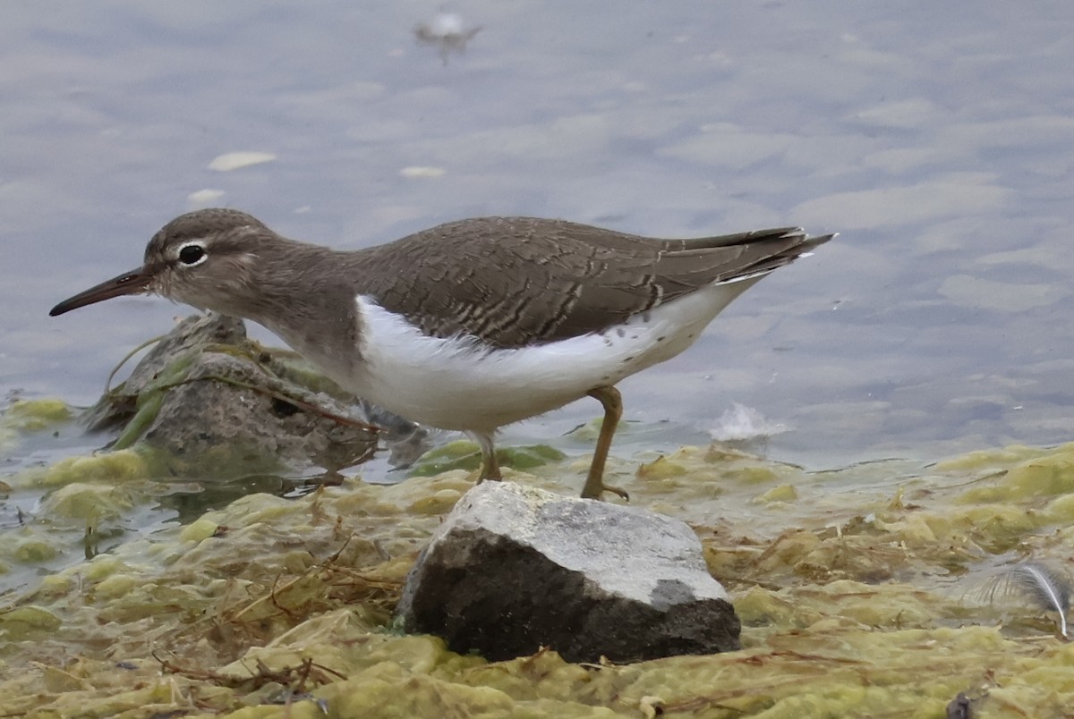 Spotted Sandpiper - ML642604100