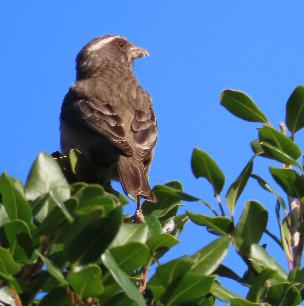 Streaky-headed Seedeater - ML642604120