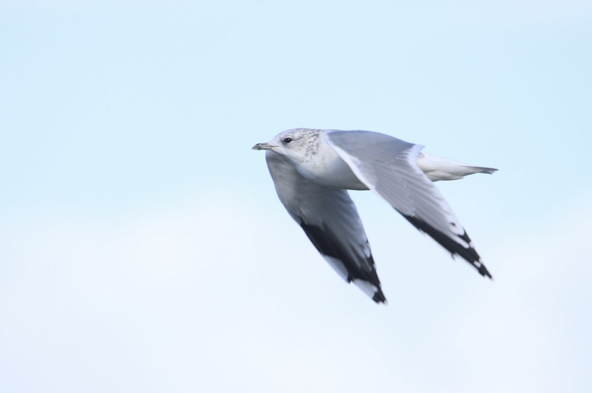 Common Gull (European) - ML642604141