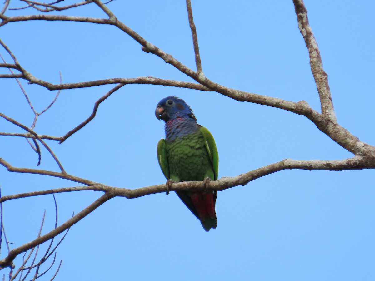 Blue-headed Parrot - ML642604142