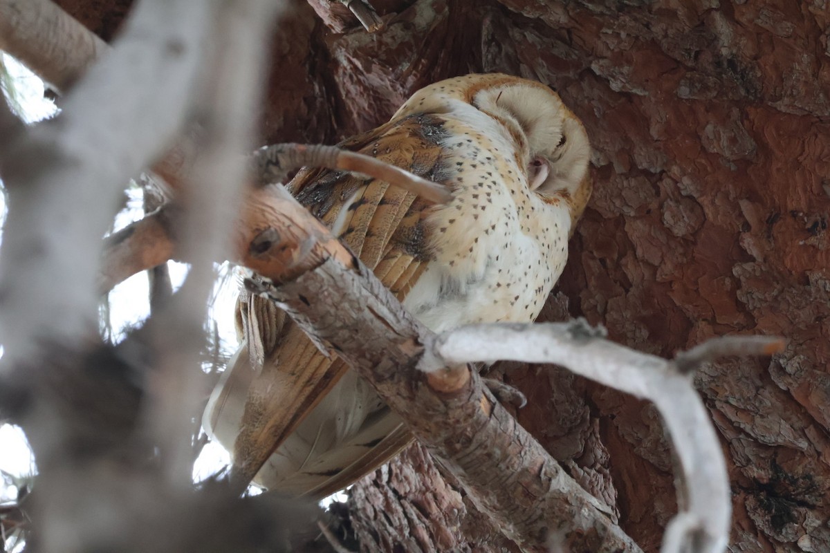 American Barn Owl - ML642604143