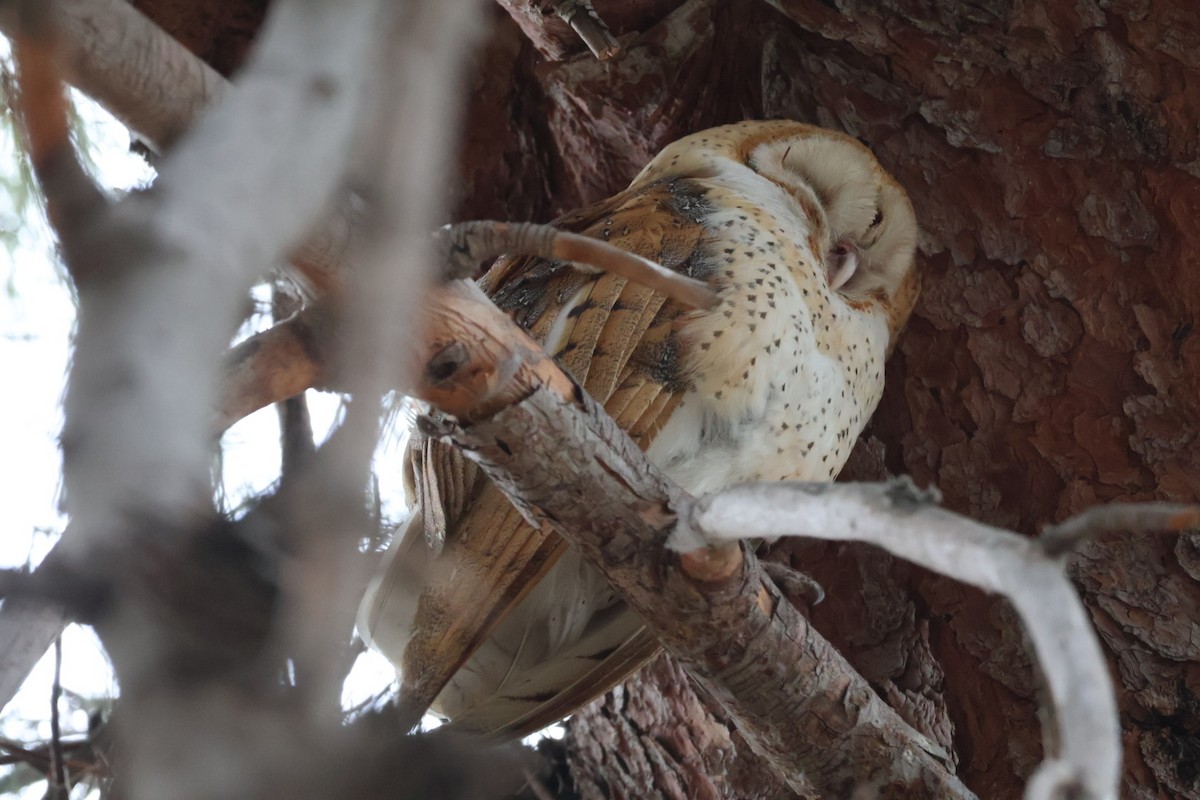 American Barn Owl - ML642604144