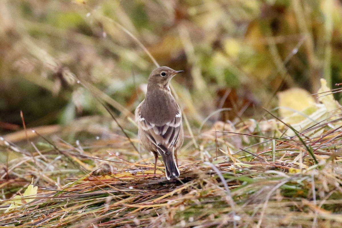 American Pipit - ML642604152