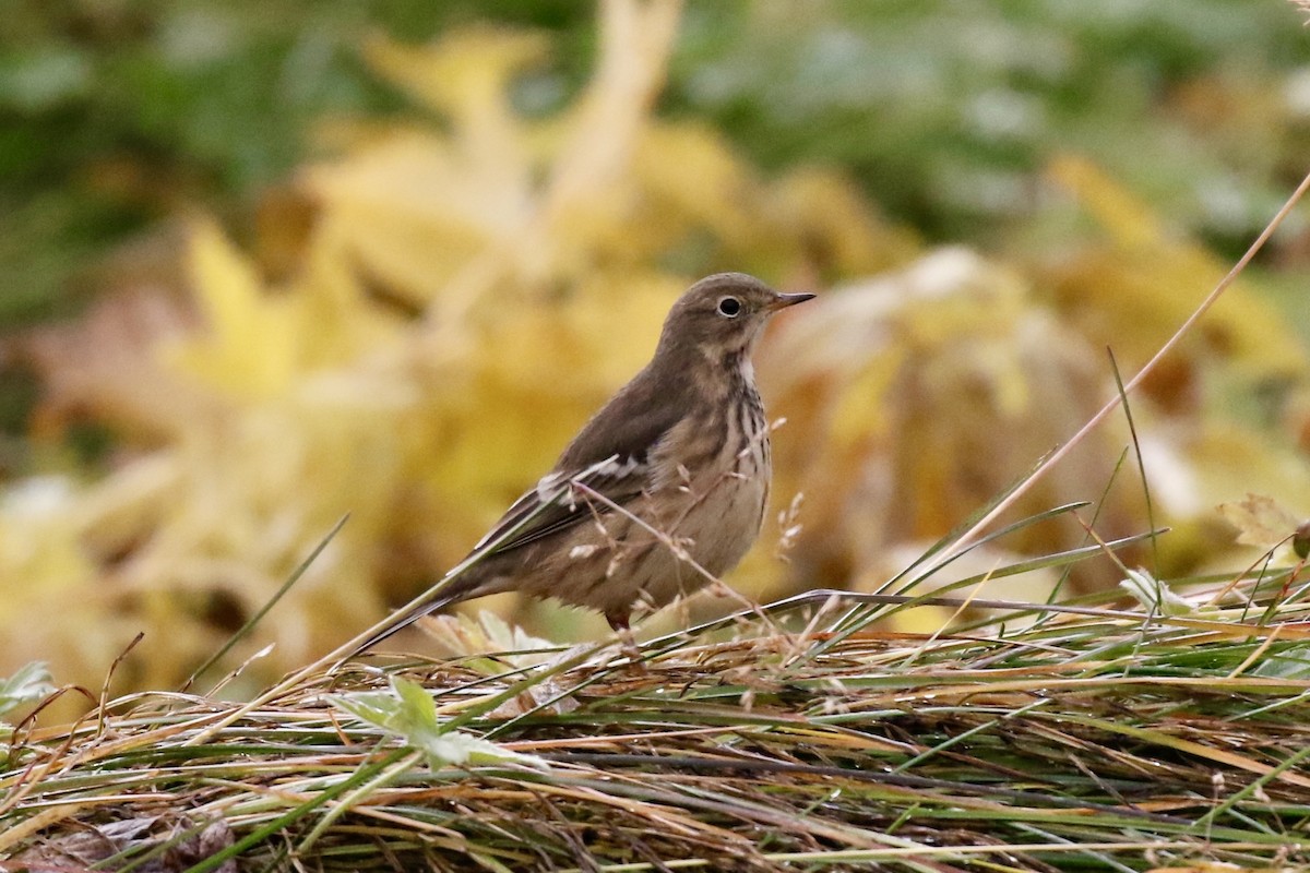 American Pipit - ML642604153
