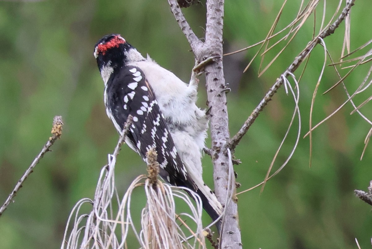 Downy Woodpecker - ML642604154
