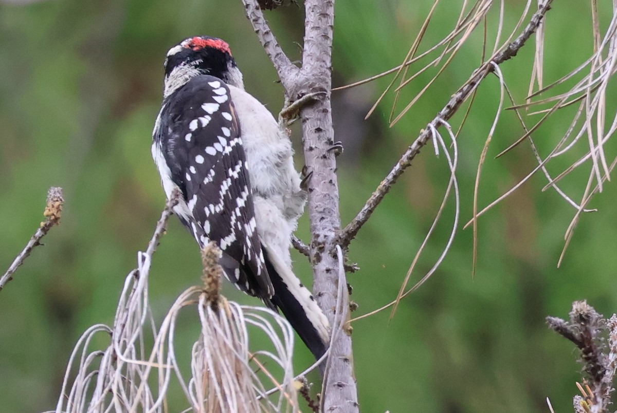 Downy Woodpecker - ML642604155