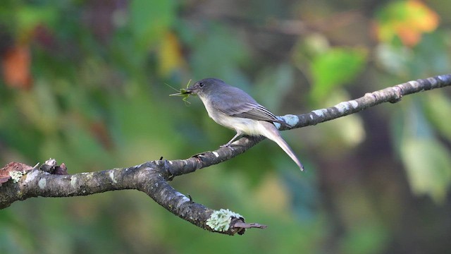 Ak Karınlı Fibi - ML642604158