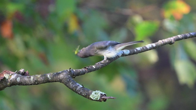 Ak Karınlı Fibi - ML642604166