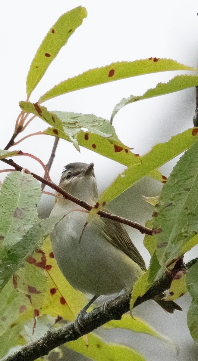 Red-eyed Vireo - ML642604182