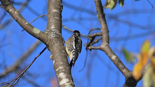 Yellow-bellied Sapsucker - ML642604208