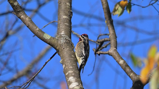 Yellow-bellied Sapsucker - ML642604209