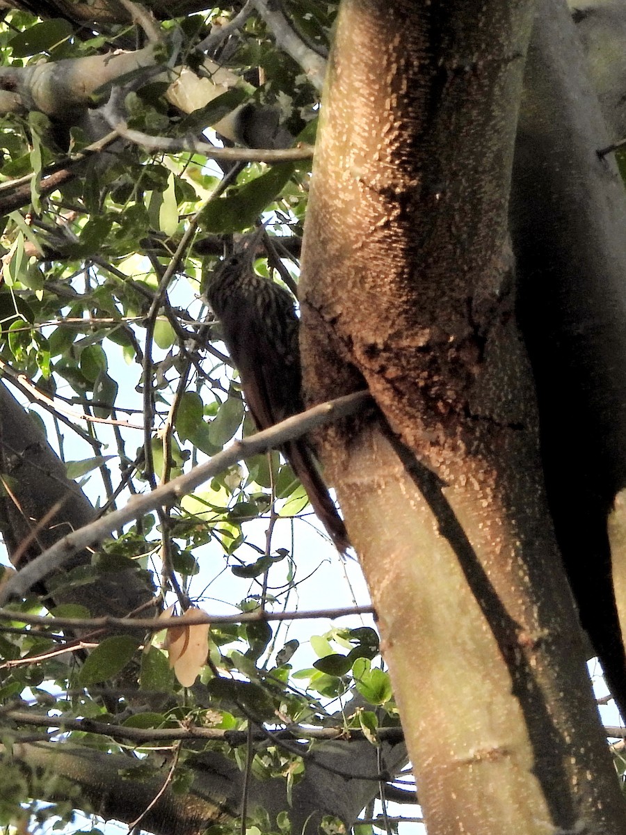Streak-headed Woodcreeper - ML642604210