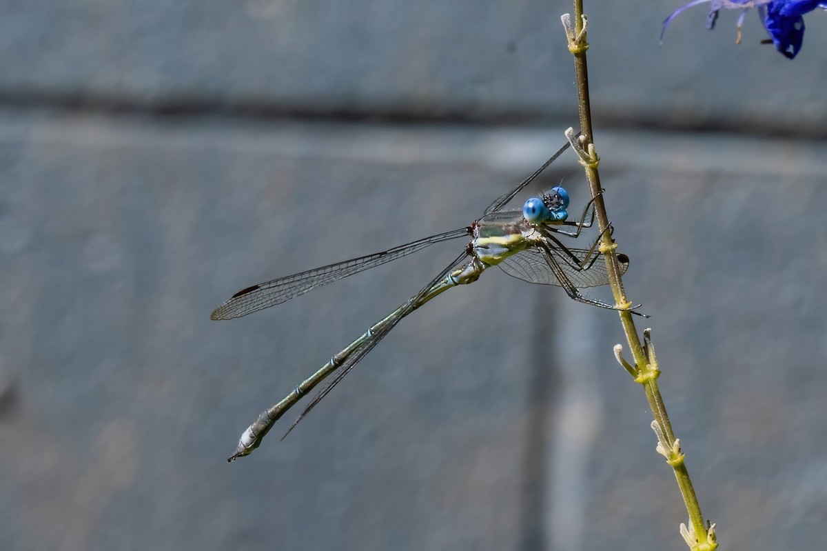 Great Spreadwing - ML642604215